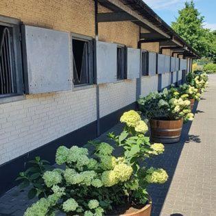Luxe Gastenkamer Met Living En Keuken Bij Friezen Paarden Stal Pellendijk Westendorp Exterior photo